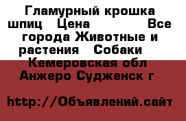 Гламурный крошка шпиц › Цена ­ 30 000 - Все города Животные и растения » Собаки   . Кемеровская обл.,Анжеро-Судженск г.